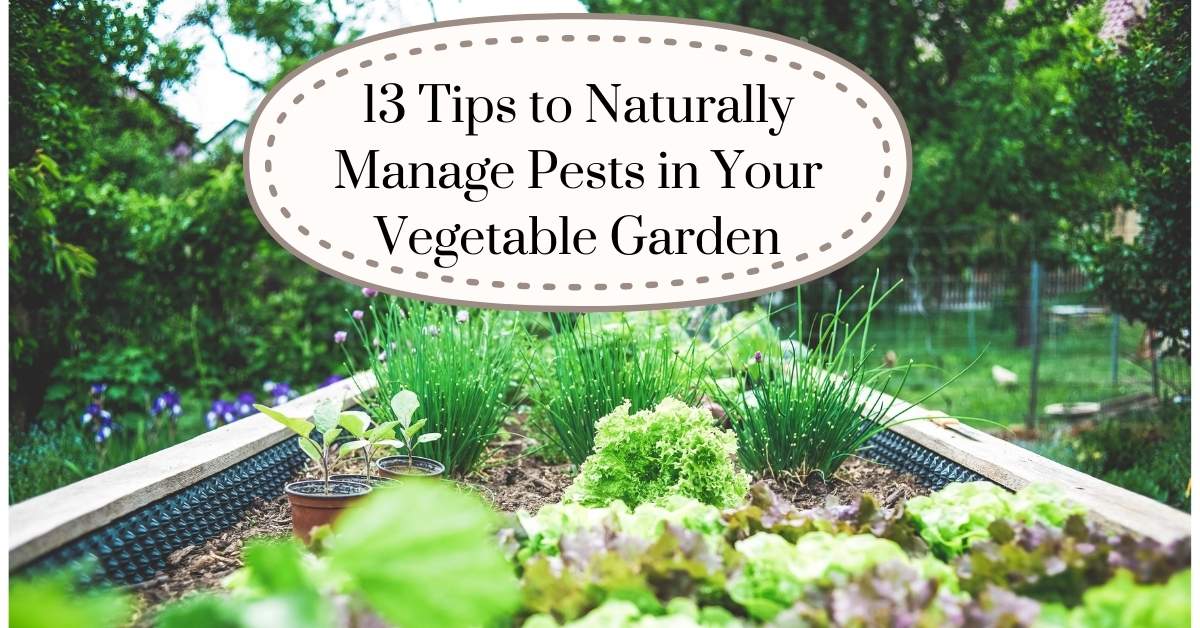 Tips to Naturally Manage Pests in Your Vegetable Garden