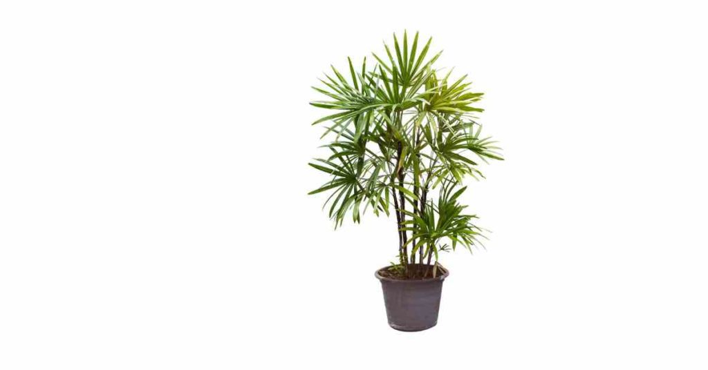 Image of Broadleaf Lady Palm Tree that is non-toxic to pets and kids and helps to purify indoor air. 