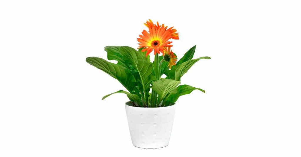 Image of daisy plant which is non-toxic to pets and kids and helps purify indoor air. 