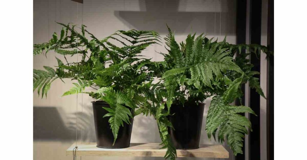 Image of Kimberley Queen Fern that is non-toxic to pets and kids and helps purify indoor air. 