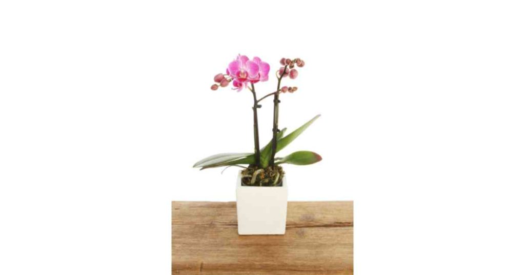 Image of Moth Orchid which is non-toxic to pets and kids and helps to purify indoor air. 