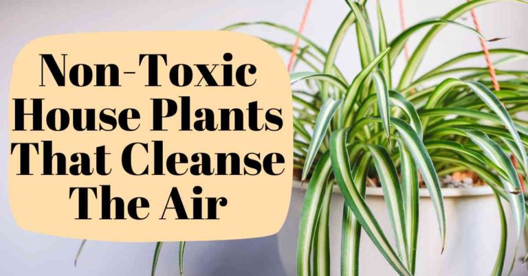 Top 5 Non-Toxic Houseplants for Cleansing the Air!