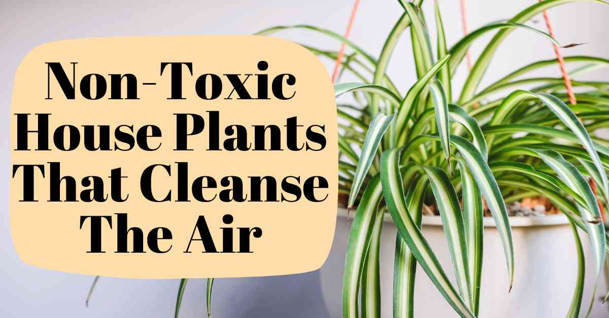 Image of Non-Toxic Houseplant That Cleanses The Air