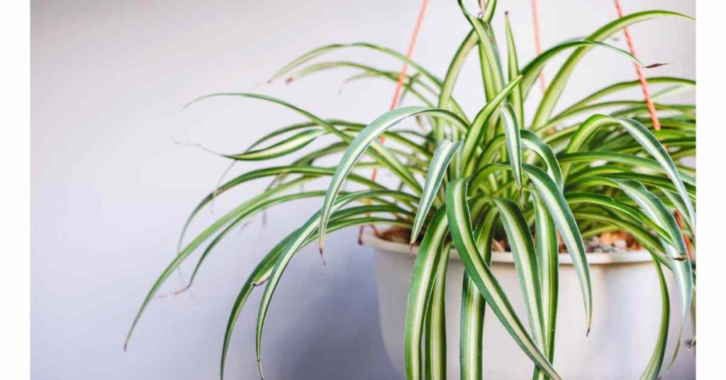 Image of spider plant that is non-toxic and purifies the air 